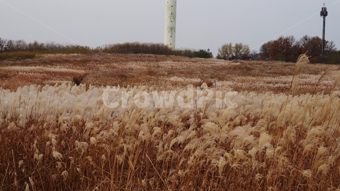 가을,가을풍경,하늘공원,갈대,억세풀,가을,계절,fall,autumn,season,자연,풍경,nature,landscape,plant,식물,grass,잔디