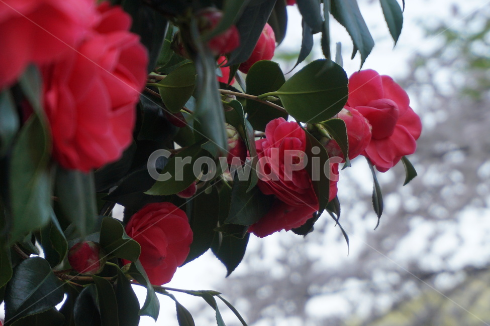 봄,꽃,동백나무,동백꽃,공원,산책길,봄,계절,spring,season,식물,자연,plants,nature,꽃,flower,plant,blossom,rose,장미