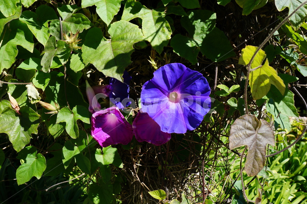 나팔꽃,꽃,보라색,식물,flower,자연,nature,식물,자연,plants,nature,꽃,flower