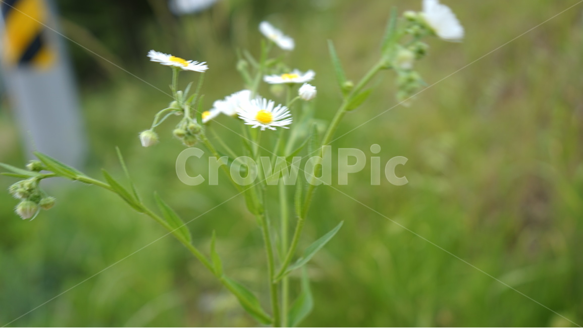 꽃,흰색,들꽃,풀,아웃포커싱,식물,자연,plants,nature,꽃,flower