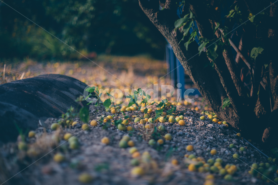 바닥,열매,매실,낙과,나무,과일,열매,fruit