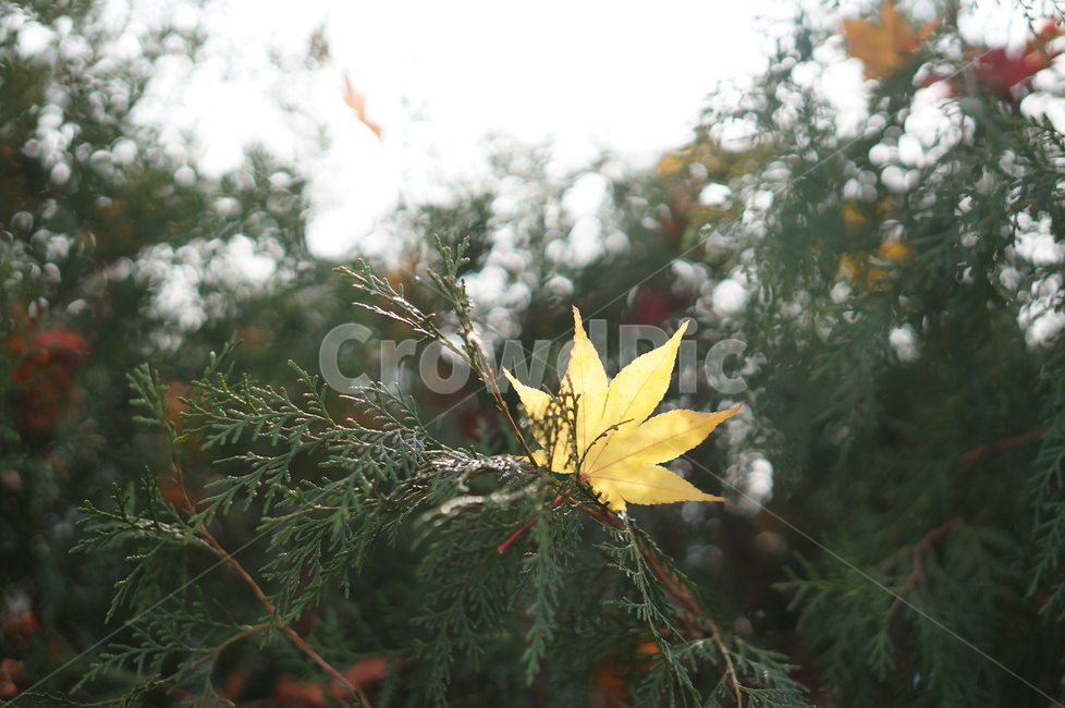 가을,단풍,풍경,빛,빨강,leaf,잎,plant,식물,tree,나무