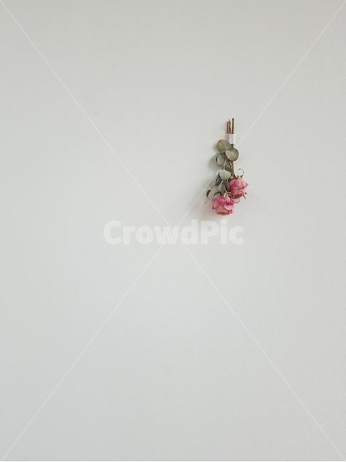 장식,장식품,인테리어,드라이플라워,장미,장미꽃,소품,꽃,벽,말린장미,rose,꽃,flower