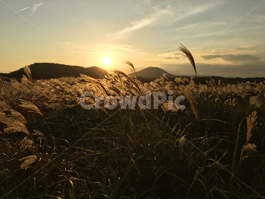 plant,식물,grass,잔디,flare,light,빛,lawn,노을,갈대,제주도,실루엣