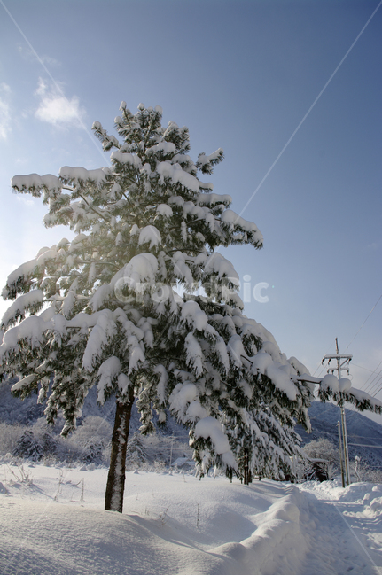 겨울,눈,설경,풍경,나무,겨울,계절,winter,season