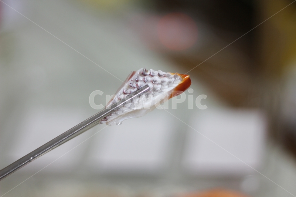 모듬회,모둠회,회,참돔,광어,전복,새우,도미