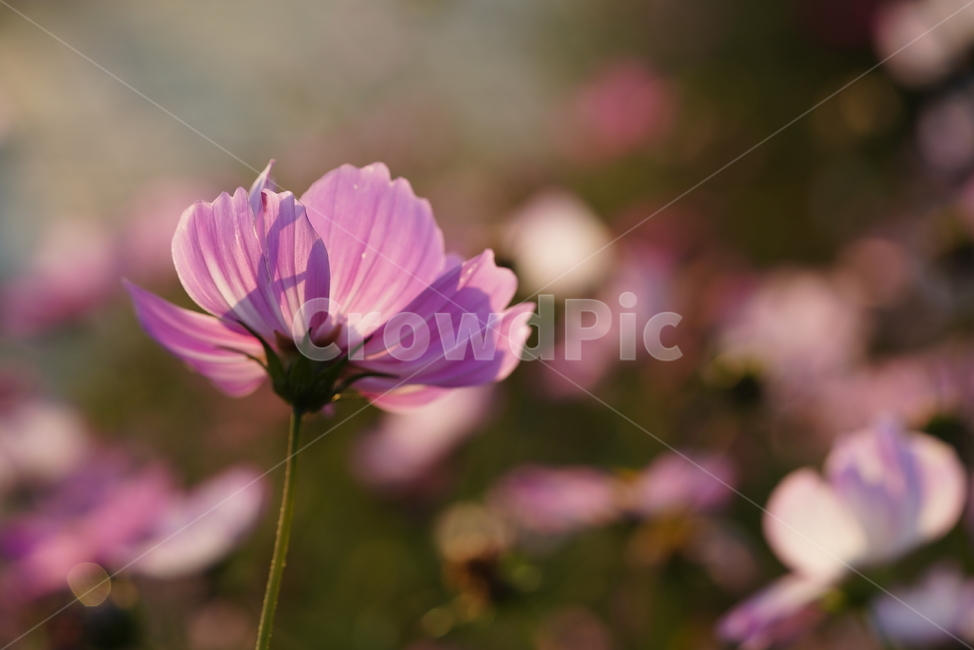 꽃,가을,계절,생명,생물,플라워,코스모스,식물,flower,plant,가을,계절,fall,autumn,season,식물,자연,plants,nature,꽃,flower