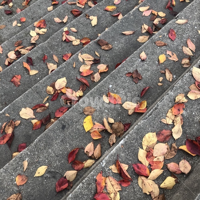 잎,가을,단풍,계단,겨울,나뭇잎,leaf,알록달록,가을,계절,fall,autumn,season
