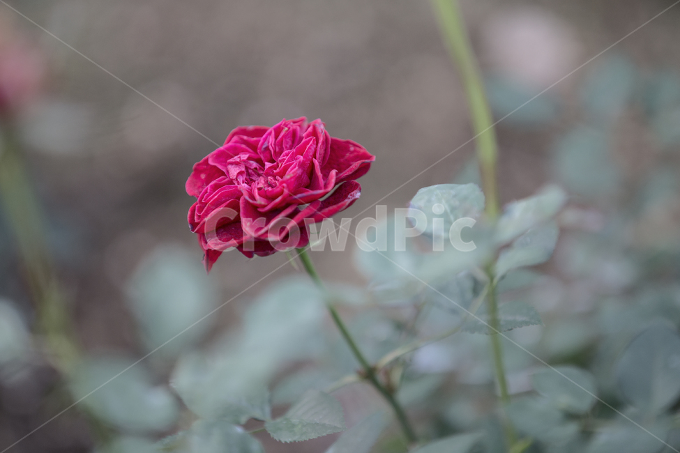 장미,꽃,플라워,꽃말,사랑,flower,rose,로즈,식물,정열,식물,자연,plants,nature,꽃,flower