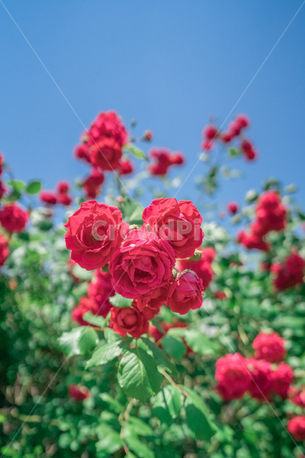 장미,하늘,분홍색,꽃잎,rose,싱그러운,식물,자연,plants,nature,꽃,flower