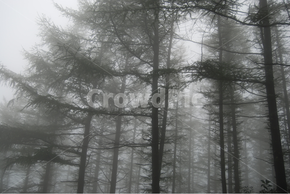 함백산,정선군,100대명산,안개,나무,자연,풍경,nature,landscape,식물,plants,나무,trees,wood,weather,날씨,fog,outdoors,옥외