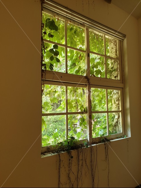 window,창문,여름,줄기,감성,잎,넝쿨,초록,자연