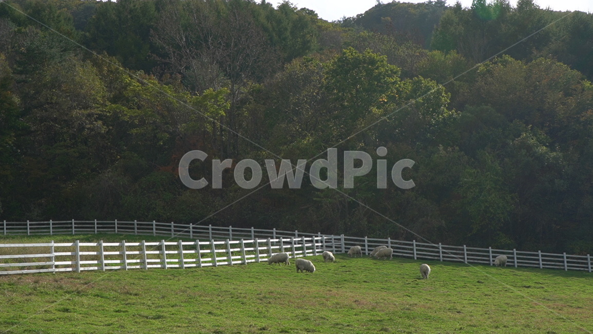 자연,풍경,field,들,nature,sheep,양,animal,mammal,grassland,목초지,farm,농장,농촌,목축업,목장,livestock farming,ranching,pasture
