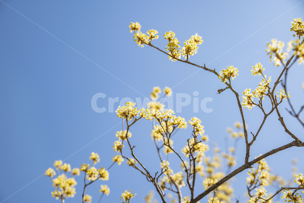 산수유,봄꽃,노랑,꽃나무,노랑꽃,plant,식물,식물,자연,plants,nature,꽃,flower