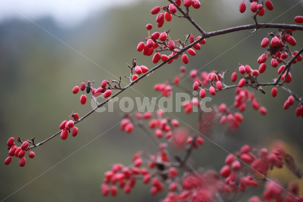 산수유,열매,빨강,가을,japanesecorneliancherry,식물,자연,plants,nature,과일,열매,fruit
