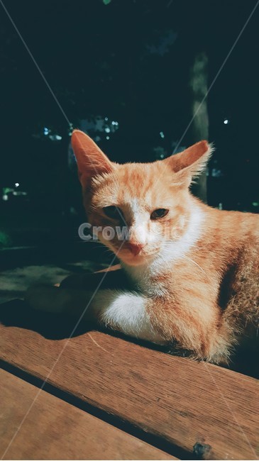 고양이,길고양이,코리안숏헤어,치즈태비,냐옹이,동물,포유류,중성화,휴식,밤,고단함,cat,starycat,feralcat,koreanshorthair,cheesetabby,kitty,animal,mammal,rest,night,tired