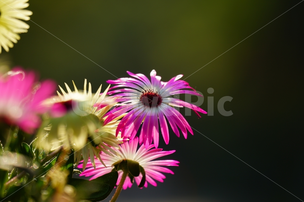 리빙스턴데이지,꽃,플라워,식물,자연,봄,5월,flower,nature,spring,꽃사진,감성,감성사진,힐링,힐링사진,느낌,분위기,화사한,화사하다,밝은,밝다,싱그러운,싱그럽다,싱싱하다,싱싱한,순수,순수하다,순수한,깨끗한,깨끗하다,깨끗,feel,feeling,식물,자연,plants,nature,꽃,flower