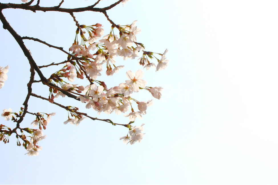 봄,감성사진,일상,풍경,꽃,벚꽃,풍경사진,하늘,cherryblossom,daily,sky,flower,spring,봄,계절,spring,season,식물,자연,plants,nature,꽃,flower,plant