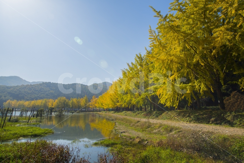 은행나무,나무,숲,저수지,반영,자연,문광저수지,가을,가을,계절,fall,autumn,season,자연,풍경,nature,landscape,한국자연풍경,한국자연경관,korea nature landscape,water,물,outdoors,옥외,land,땅