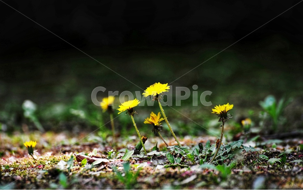 꽃,식물,봄,민들래,색감,식물,자연,plants,nature,꽃,flower