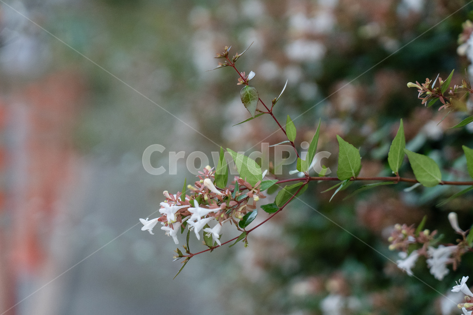 꽃,flower,식물,botanical,nature