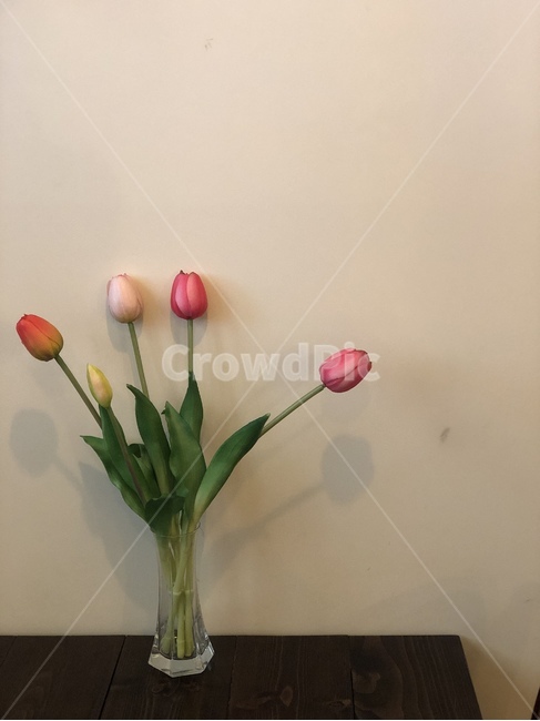 plant,식물,튤립,flower,꽃,blossom