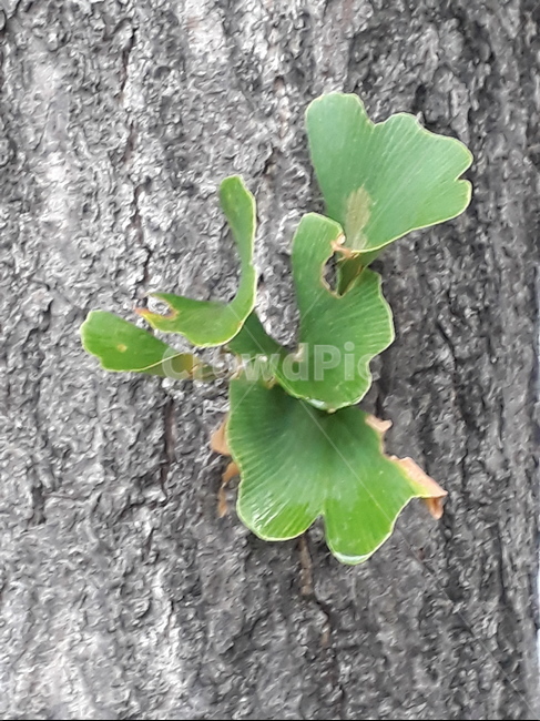 나무,식물,배경,tree,leaves,backgroud,green,plant,식물,자연,plants,nature