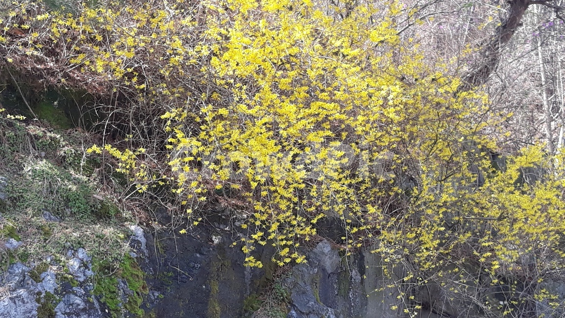 꽃,봄,새싹,만개,화사