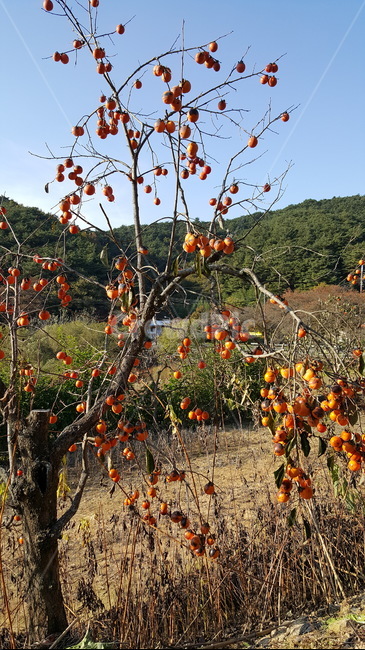 나무,감나무,감,가을,가을나무,풍경,자연,가을풍경,경치,식물,자연,plants,nature,과일,열매,fruit