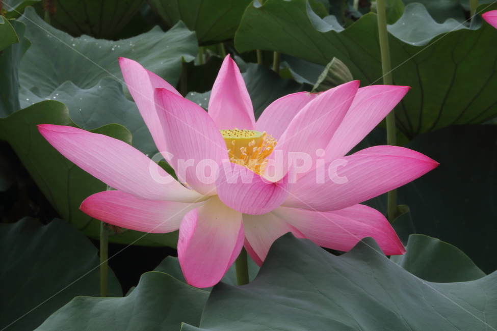 연,연꽃,식물,자연,lotus,식물,자연,plants,nature,꽃,flower