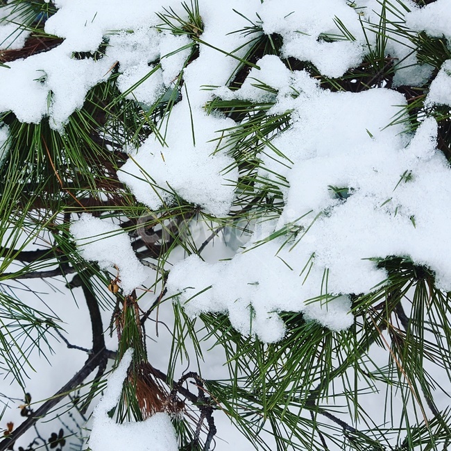 나무,눈,겨울,나무위에눈,소나무,겨울,계절,winter,season