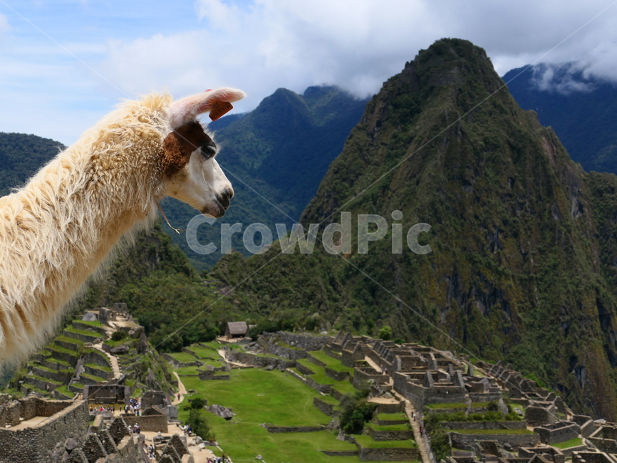 남미,마추픽추,페루,machupicchu,라마,마추픽추라마,lama,animal