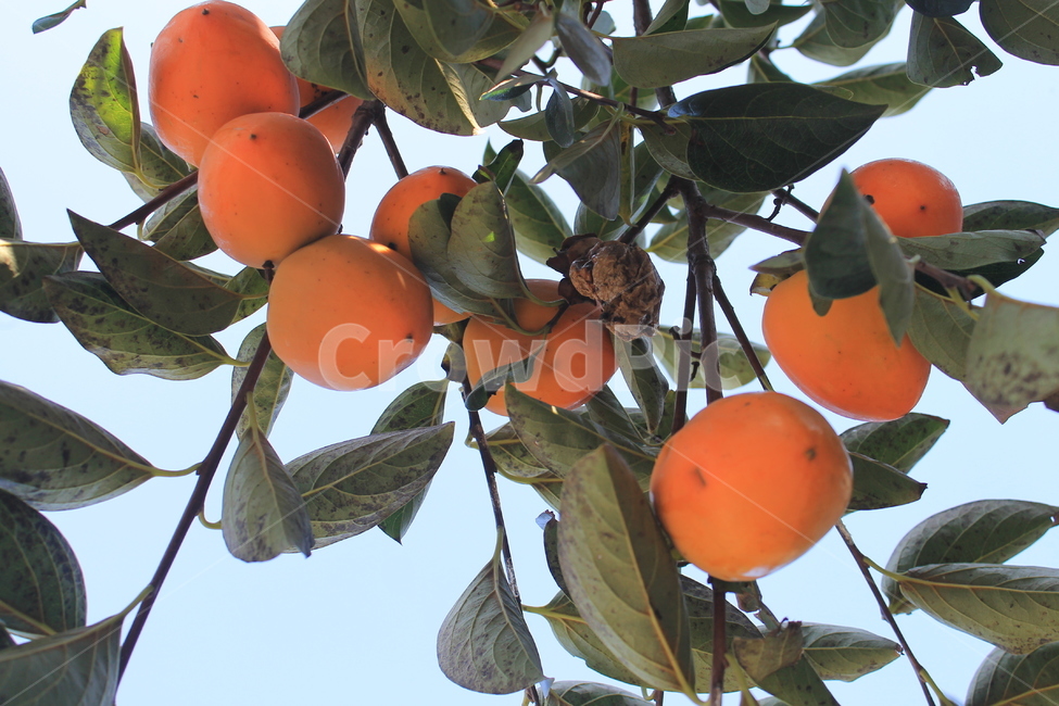 plant,식물,food,음식,fruit,과일,감,가을,autumn,fall,나무,trees,wood,과일,열매,fruit