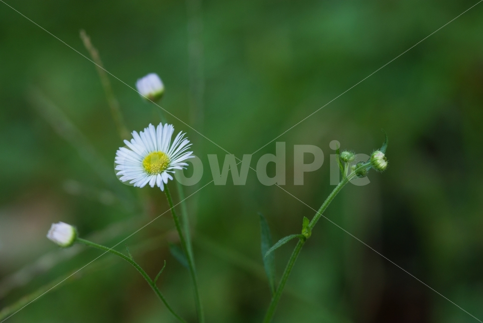 식물,풀,꽃,자연,접사,nature,flower,garden,정원,가을,힐링,식물,자연,plants,nature,꽃,flower