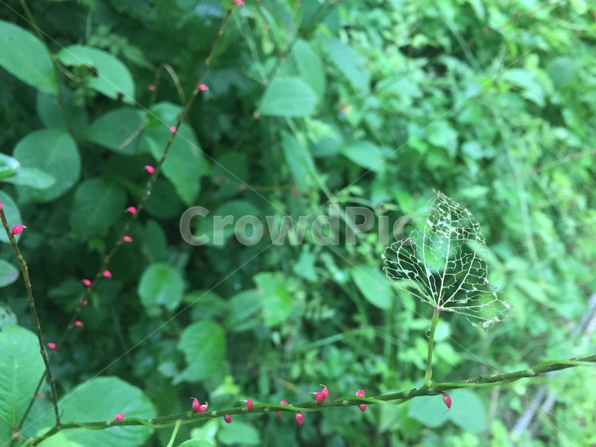 자연,풀잎,nature,grassleaf,꽃,식물,자연,plants,nature