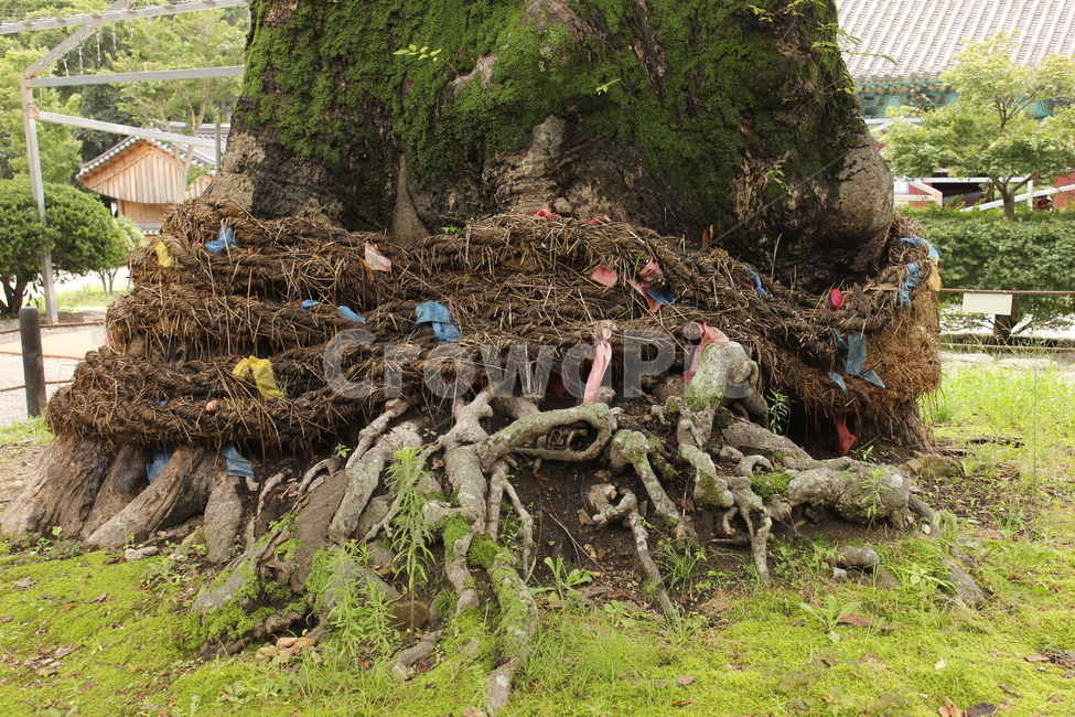 금줄,기원,strawrope,경계,액땜,식물,자연,plants,nature,나무,trees,wood,종교,신앙,religion,belief,faith