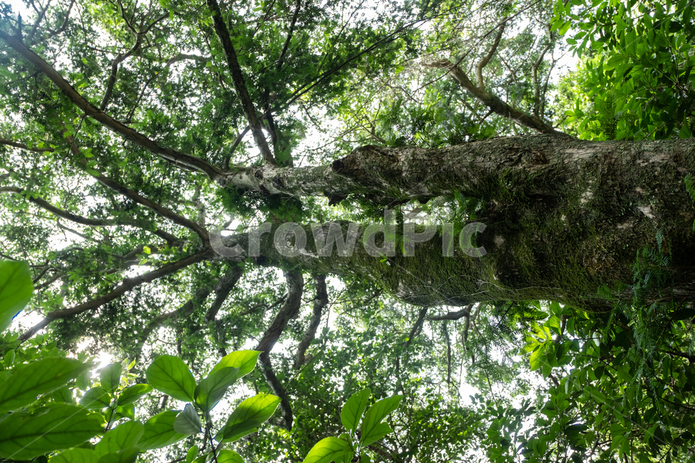 제주,제주도,섬,자연,풍경,경치,아름다운풍경,아름다움,nature,land,outdoor,비자림,숲,plant,식물,tree,나무,자연,풍경,nature,landscape,식물,plants,나무,trees,wood,vegetation,초목,outdoors,옥외,땅,jungle,밀림,rainforest,열대 우림