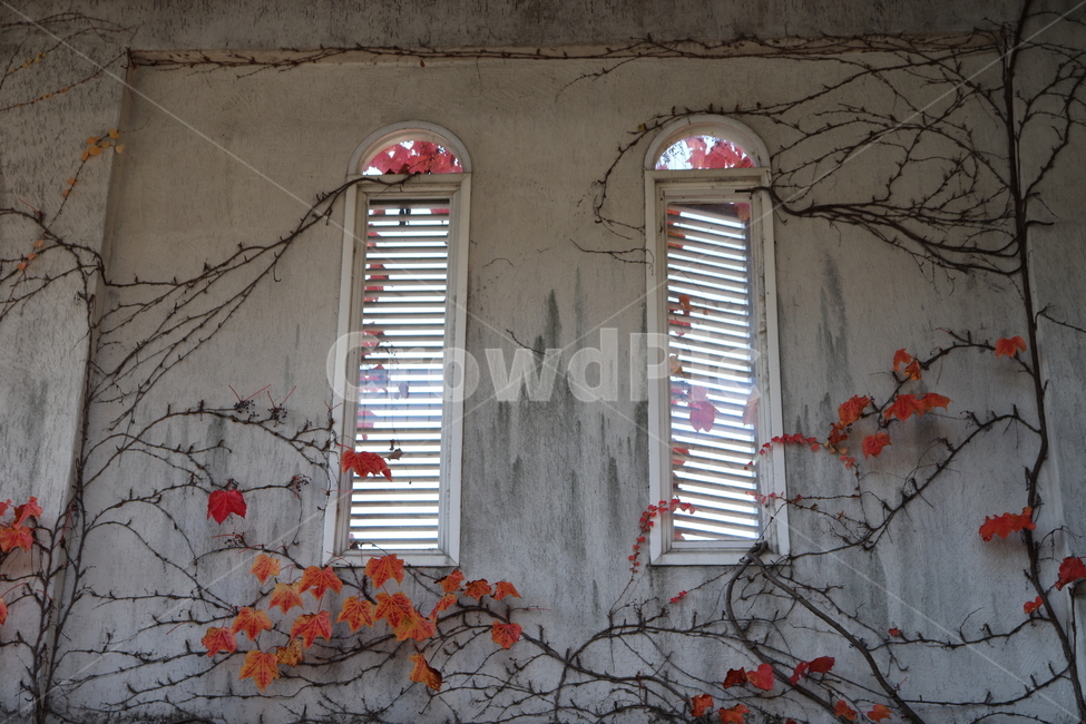 창문,덩쿨,곰팡이,폐허,벽,가을,계절,fall,autumn,season,인테리어,실내디자인,interior design,window,shutter,셔터,curtain,커튼