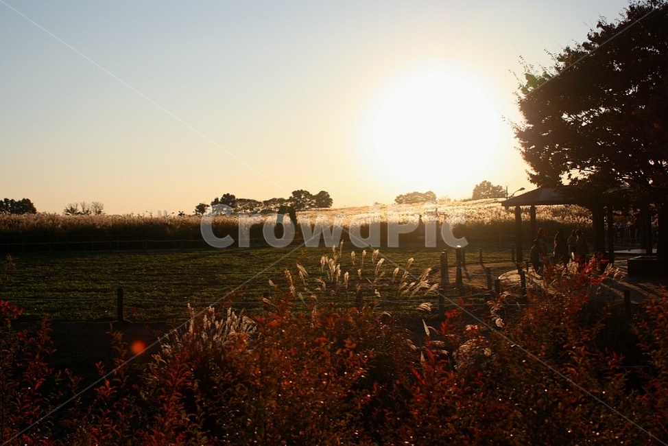 가을,풍경,갈대,노을,식물,사람,원두막,나무,가을,계절,fall,autumn,season,자연,풍경,nature,landscape,flare,플레어,light,빛,sunlight,햇빛