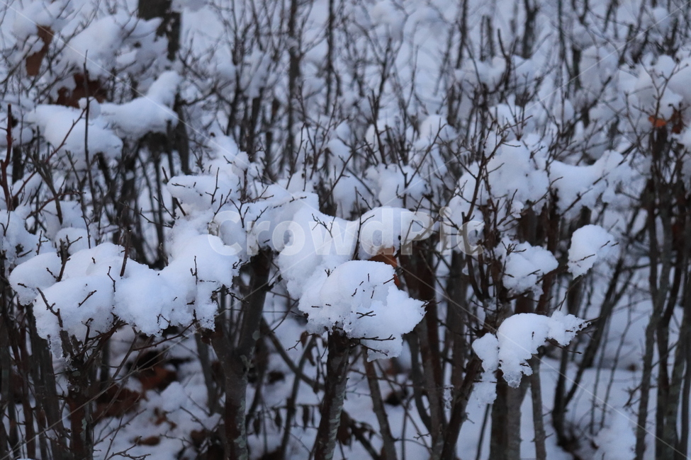 눈덮인,설경,겨울,winter,season,차가운,감성,자연,풍경