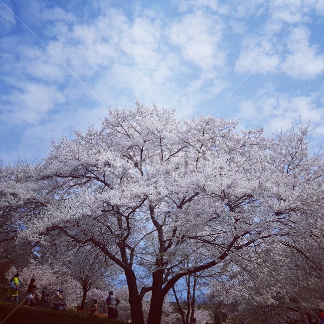 벛꽃,하늘,봄,꽃나무,계절,봄,계절,spring,season,식물,자연,plants,nature,꽃,flower,plant,blossom