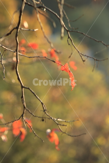 가을,단풍,leaf,잎,plant,식물,나뭇가지,나뭇잎,단풍잎,가을,계절,fall,autumn,season