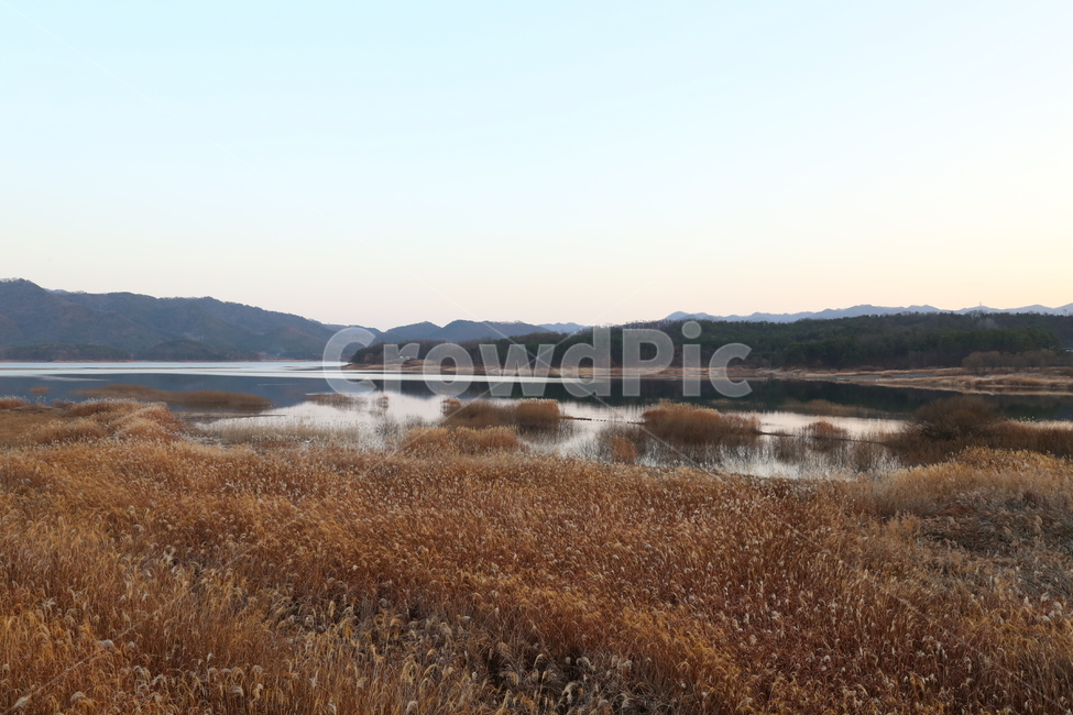 겨울,오후,감성,갈대,쓸쓸함,가을,계절,fall,autumn,season,자연,풍경,nature,landscape,land,땅,outdoors,옥외,water,물