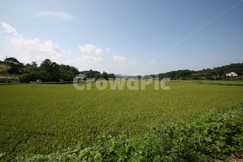 풍경,시골,하늘,맑음,구름,풀밭,여름,들판,여행,자연,풍경,nature,landscape,field,들,outdoors,옥외,grassland,목초지