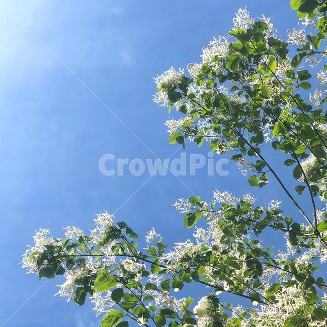 봄,꽃,하늘,봄하늘,나무,sky,flower,spring,봄,계절,spring,season,식물,자연,plants,nature,꽃,flower,tree,plant