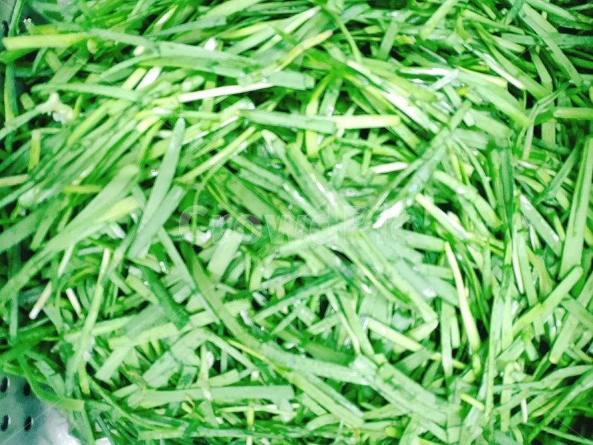 plant,식물,부추,야채,채소,초록,음식