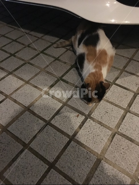 고양이,길고양이,얼룩고양이,길고양이식사,alleycat,동물,animal,포유류,mammal,고양이,cat,kitten,kitty