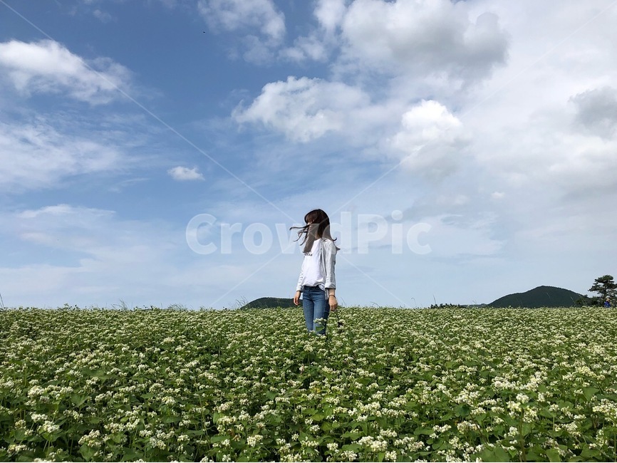 제주도,메밀꽃,자연,풍경,사람,하늘,자연,풍경,nature,landscape,사람,인물,인간,human,person,여성,여자,woman,female,lady,여행,휴가,traveling,vacation,trip,outdoors,옥외,field,들