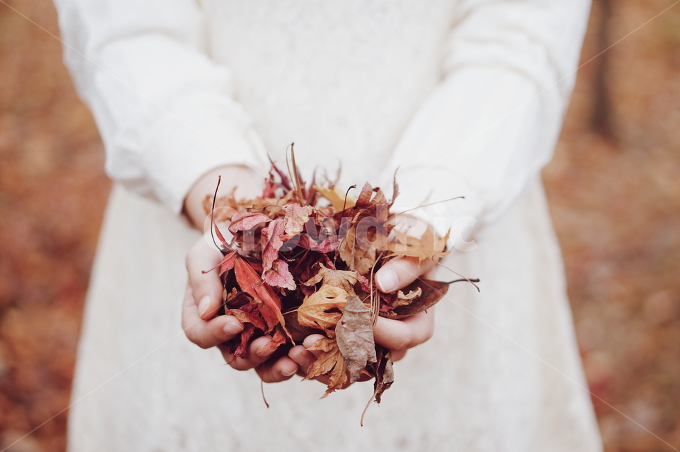 낙엽,leaf,잎,손,여자,girl,가을,autumn,fall,원피스,dress,가을,계절,fall,autumn,season,사람,인물,인간,human,person,여성,여자,woman,female,lady