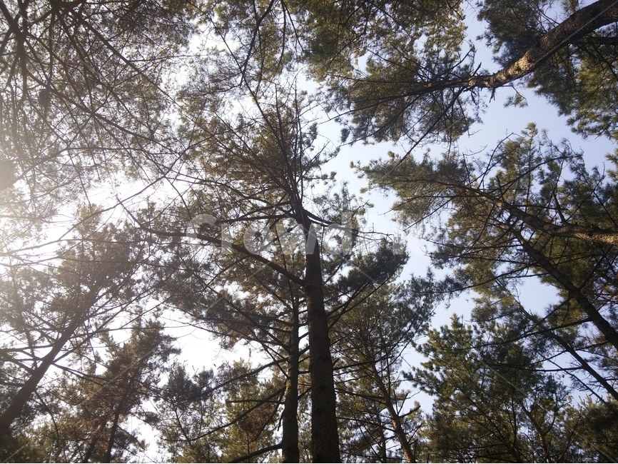 숲,나무,식물,소나무,자연,nature,나뭇가지,pine,tree,forest,branch,식물,자연,plants,nature,나무,trees,wood